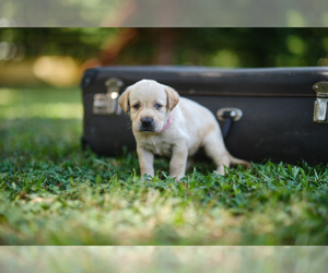 Labrador Retriever Puppy for sale in MAYSVILLE, GA, USA