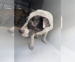 A663995 - Female Staffordshire Bull Terrier Dog for Adoption - Small photo