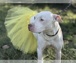 Small #1 American Pit Bull Terrier