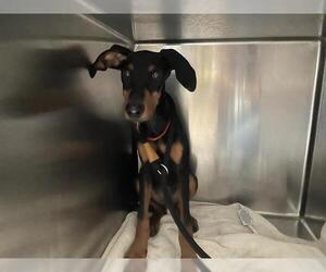 Doberman Pinscher Dogs for adoption in Pasadena, CA, USA