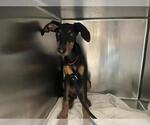 Small Doberman Pinscher