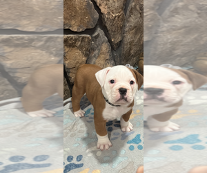 Olde English Bulldogge Puppy for sale in MCMINNVILLE, TN, USA