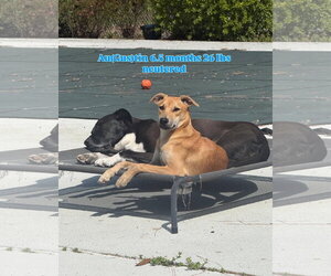 Labrador Retriever-Unknown Mix Dogs for adoption in Virginia Beach, VA, USA