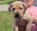 Small #3 Boerboel