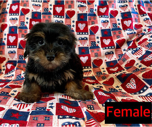 Medium Yorkshire Terrier