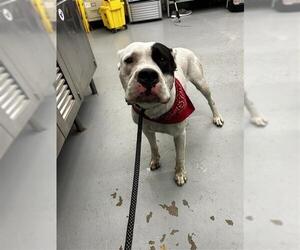 American Pit Bull Terrier-Unknown Mix Dogs for adoption in Waco, TX, USA