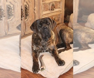 Mother of the Cane Corso puppies born on 03/30/2019