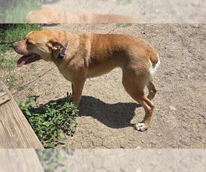 English Mastweiler Dogs for adoption in San Antonio, TX, USA