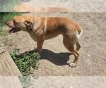 Small English Mastweiler