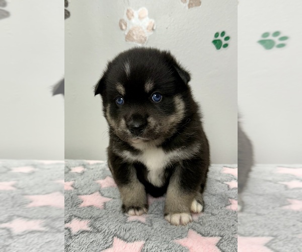 Medium Photo #16 Pomsky-Shiba Inu Mix Puppy For Sale in NASHUA, NH, USA