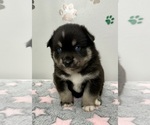 Small Photo #16 Pomsky-Shiba Inu Mix Puppy For Sale in NASHUA, NH, USA