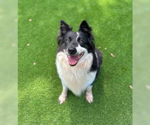 Medium Photo #3  Puppy For Sale in , 