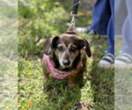 Small #4 Dachshund