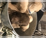 Small Photo #12 Labradoodle Puppy For Sale in FOLEY, AL, USA