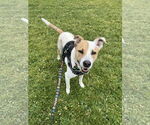 Small #2 Mutt