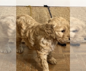 Doodle-Golden Retriever Mix Puppy for Sale in WEST JEFFERSON, North Carolina USA