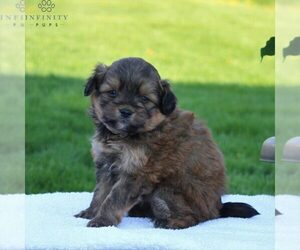 Pom-A-Poo Puppy for sale in LEOLA, PA, USA