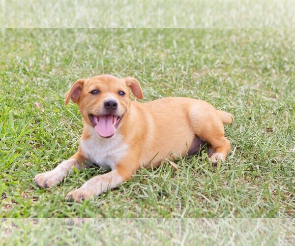 Medium Photo #29 Chihuahua-Unknown Mix Puppy For Sale in Spring, TX, USA