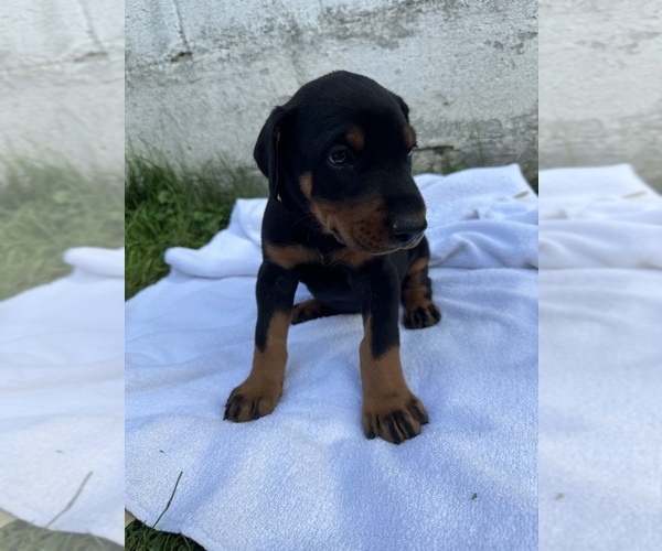 Medium Photo #8 Doberman Pinscher Puppy For Sale in FRANKLIN, PA, USA