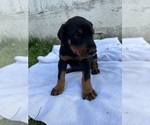 Puppy 7 Bright Green Doberman Pinscher