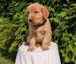 Small #4 Golden Retriever