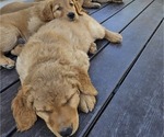 Small Photo #22 Golden Retriever Puppy For Sale in EARLHAM, IA, USA