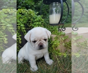 Pug Puppy for Sale in STACYVILLE, Iowa USA