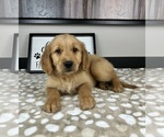 Small #1 Golden Retriever
