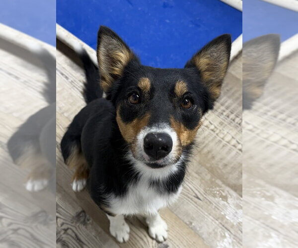 Medium Photo #2 Border Collie-Unknown Mix Puppy For Sale in Bolivar, MO, USA