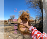 Small #8 Golden Retriever