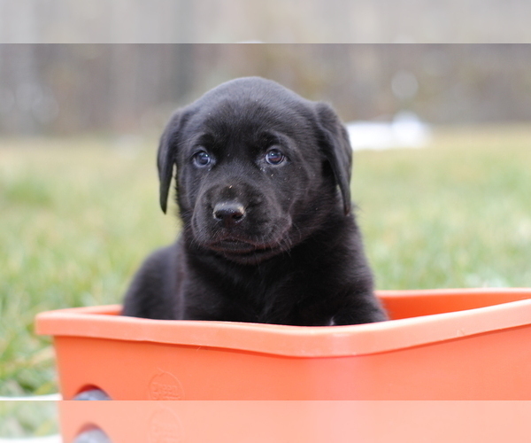 Medium Photo #5 Labrador Retriever Puppy For Sale in EDINBURG, VA, USA