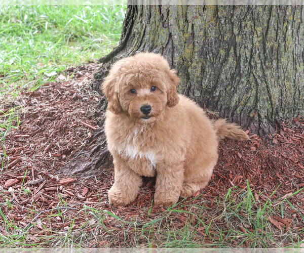 Medium Photo #5 Goldendoodle mix (+ Poodle Standard) Puppy For Sale in SYRACUSE, IN, USA
