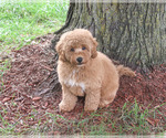 Benny - Male Goldendoodle mix (+ Poodle Standard) Puppy for Sale - Photo #5