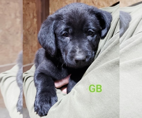 Medium Photo #1 Labrador Retriever Puppy For Sale in OLYMPIA, WA, USA