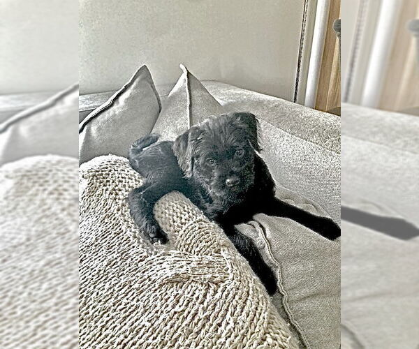 Medium Photo #5 Mutt Puppy For Sale in St. Louis Park, MN, USA