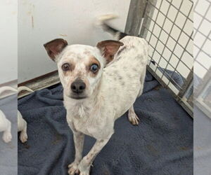 Mutt Dogs for adoption in Chico, CA, USA