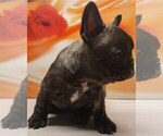 Small Photo #6 French Bulldog Puppy For Sale in GRAHAM, WA, USA