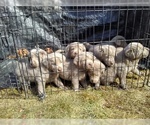 Small Photo #1 Labrador Retriever Puppy For Sale in BONNERS FERRY, ID, USA