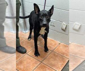 American Pit Bull Terrier-Unknown Mix Dogs for adoption in Downey, CA, USA