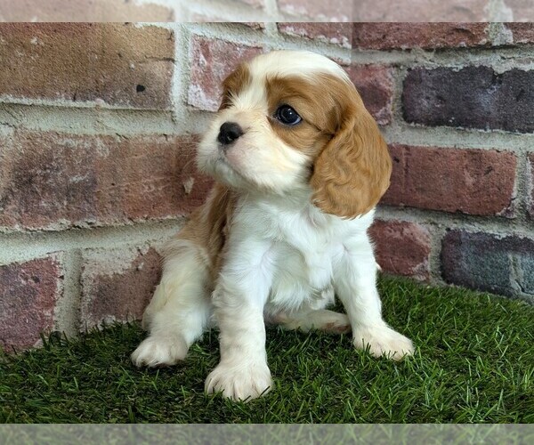 Medium Photo #9 Cavalier King Charles Spaniel Puppy For Sale in MOBERLY, MO, USA