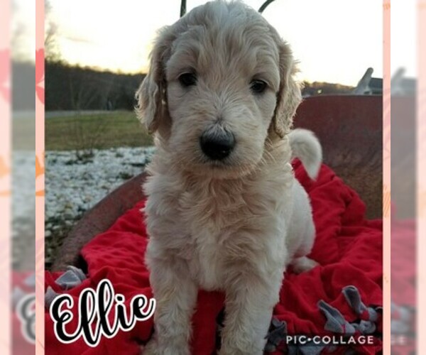 Medium Photo #3 Goldendoodle Puppy For Sale in MOUNT VERNON, KY, USA