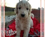 Small Photo #3 Goldendoodle Puppy For Sale in MOUNT VERNON, KY, USA