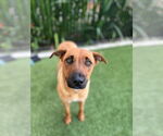 Small #1 Black Mouth Cur