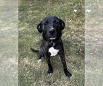 Small #6 Mountain Cur Mix
