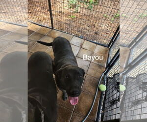 Labrador Retriever Dogs for adoption in Farmerville, LA, USA