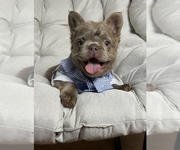 Medium Photo #7 French Bulldog Puppy For Sale in MC GRAW, NY, USA