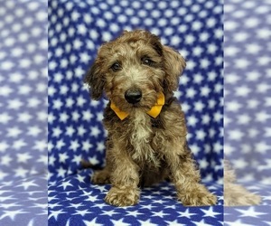 Jack-A-Poo Puppy for sale in COCHRANVILLE, PA, USA