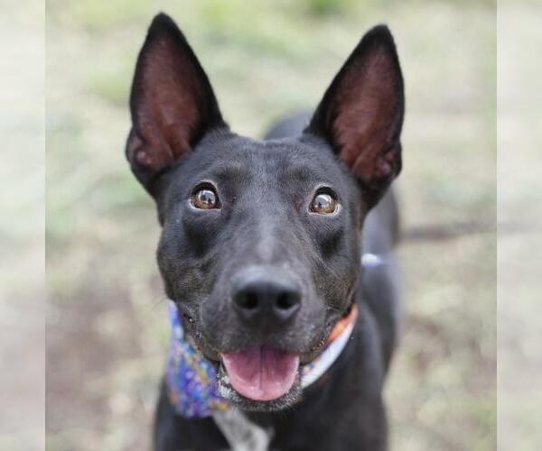 Medium Photo #1 Bull Terrier-Unknown Mix Puppy For Sale in San Antonio, TX, USA
