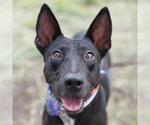 Small Bull Terrier Mix