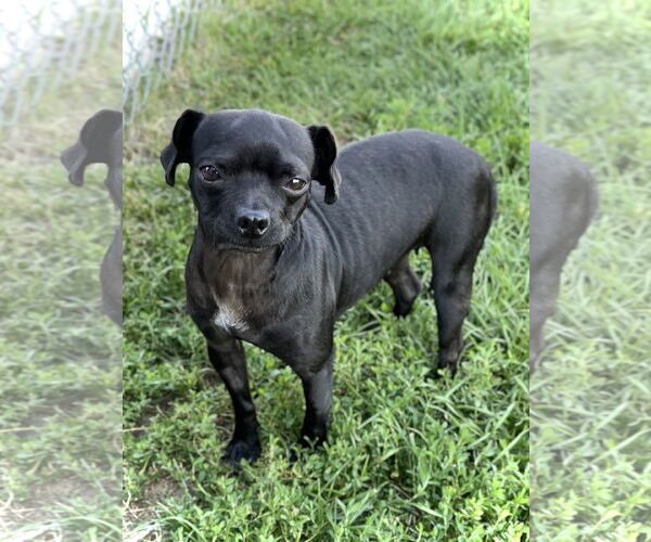 Medium Photo #3 Mutt Puppy For Sale in Estherville, IA, USA